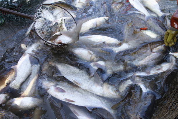 istock The fish in the water fishing nets 1911373691