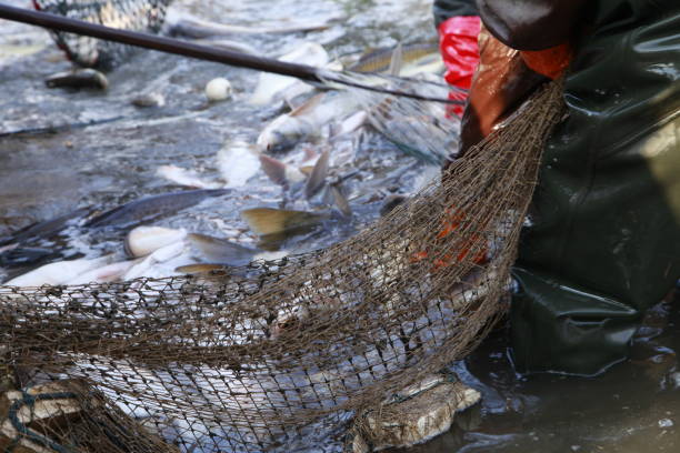 istock The fish in the water fishing nets 1911374201