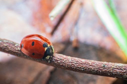 Small red ladybug on a finger in macro