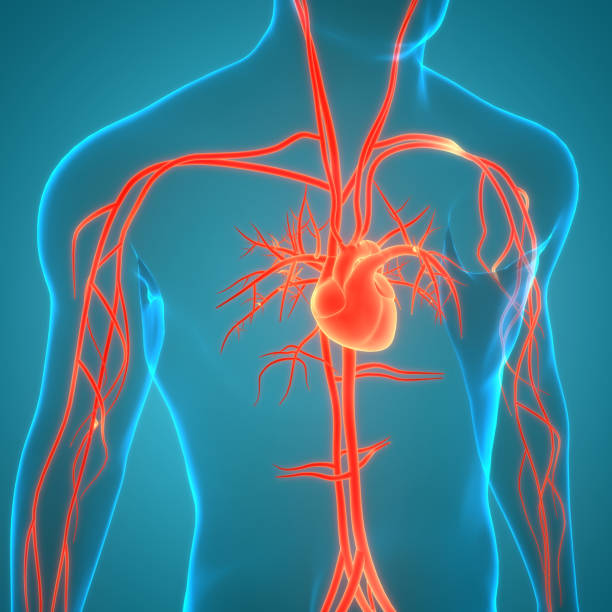 istock Human Circulatory System Heart Anatomy 1911404923