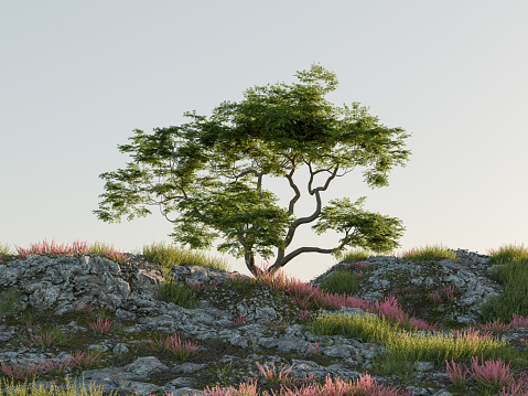 A lone tree stands on a rocky hilltop overlooking a field of flowers.