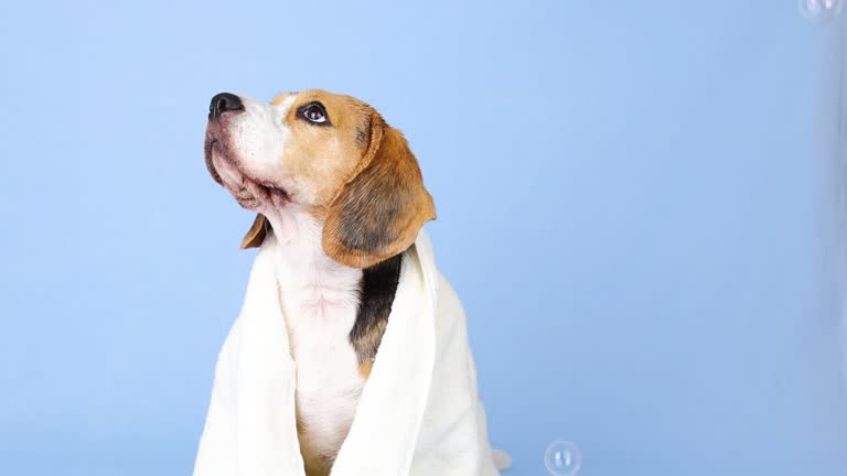 A wet beagle dog in a white towel after bathing watches soap bubbles.