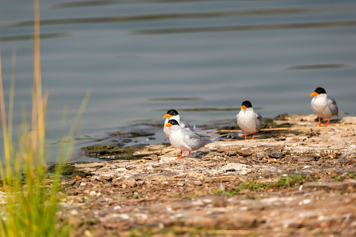 Indian river tern or river tern or Sterna aurantia bird flock or family near lake water in winter season safari at ranthambore national park forest tiger reserve rajasthan india