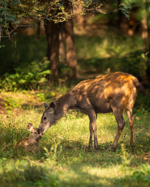 madre salvaje sambar ciervo o rusa unicolor madre amante cuidando amasando lamiendo a su bebé cervatillo en un jardín verde escénico natural en el safari de la temporada de invierno en el bosque del parque nacional de ranthambore, rajashan, india - bandhavgarh national park ranthambore national park juvenile sambar fotografías e imágenes de stock