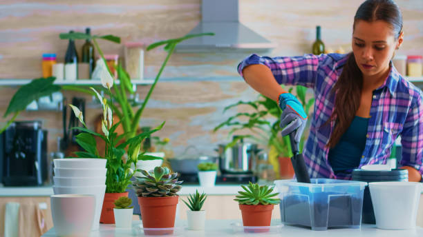 istock Florist woman checking plants 1911482433