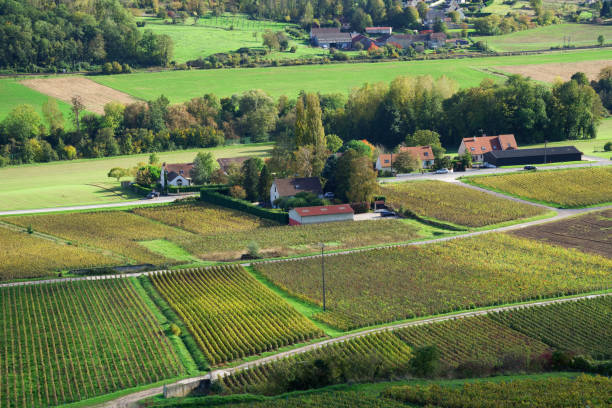 istock Champagne Vineyards in the Marne valley 1911484538