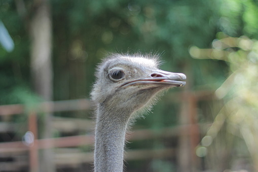 Emu or Ostrich, photographed in a nature conservation area