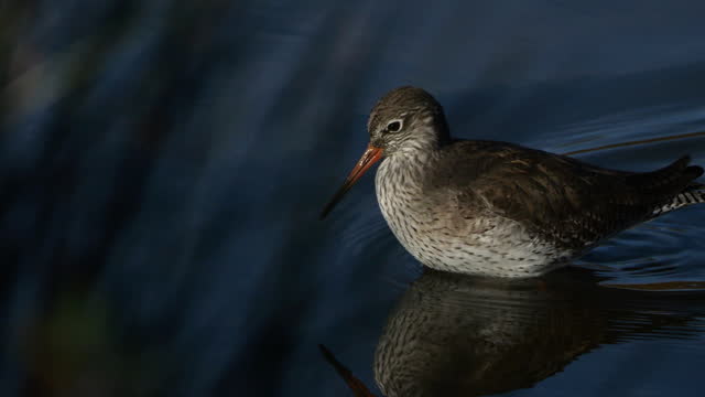 Common redshank redshank, the Camargue, France