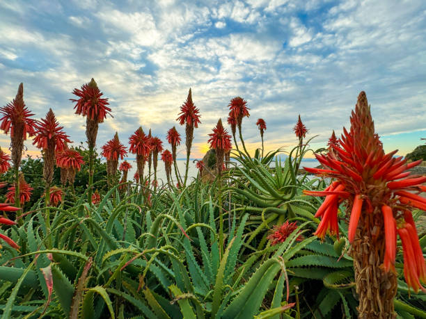 istock Pictures of natural scenery 1911494552
