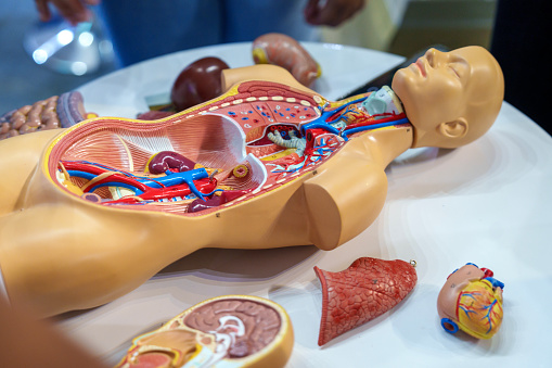 A human anatomy model on a table in a biology classroom for students to study and learn about the structure of the human body.