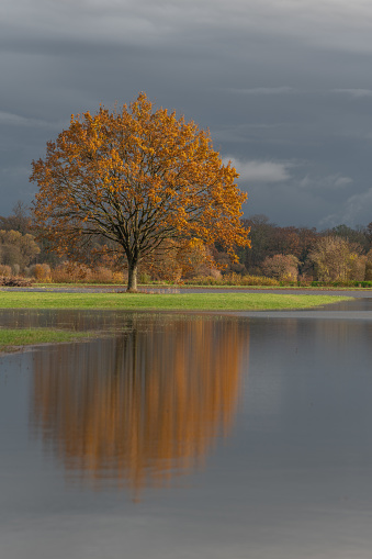 Oak tree reflected in a flooded meadow after heavy rains. Autumn landscape. Bas-Rhin, Alsace,Grand Est, France, Europe.