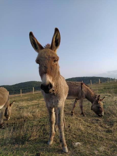 istock One donkey staring at the camera very curious 1911525155