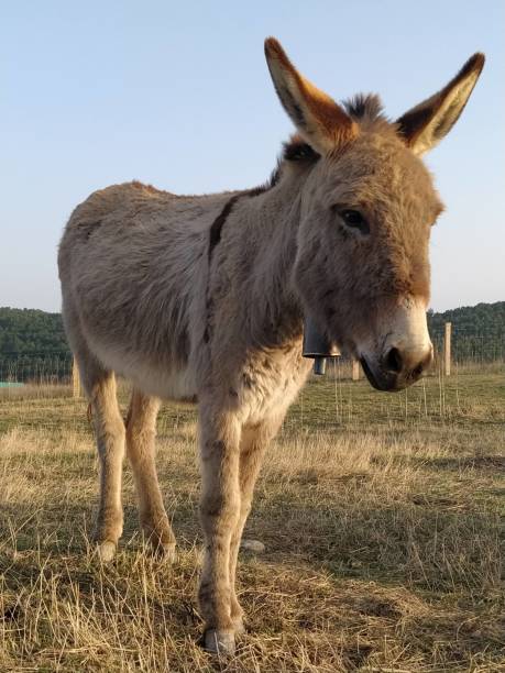 istock Front view of a standing donkey 1911525163