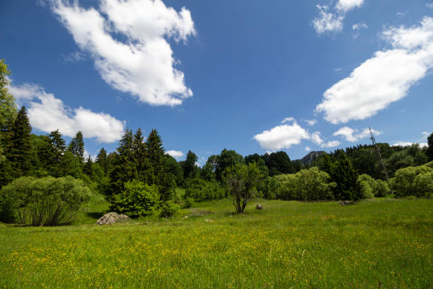 istock Grass field and trees in the mountain 1911555875