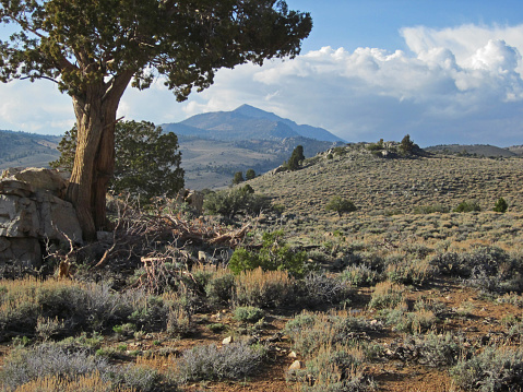 Desolation in South Sierra Wilderness on the remote Haiwee Trail along the 9200ft elevation sagebrush mountain crest south of the 12132ft Olancha Peak in the background.