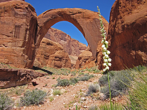 Small panicle of white Yucca flowers frame the upstream foot trail leading beneath the awe inspiring geological wonder of Rainbow Bridge.