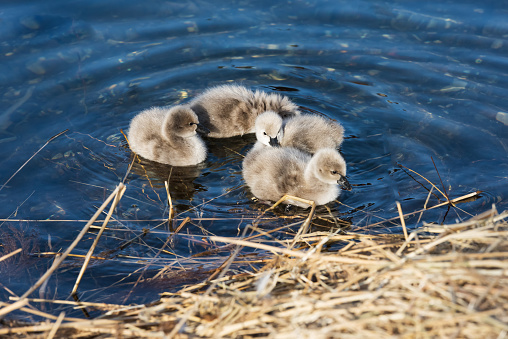 The newborn swan is swimming in the water