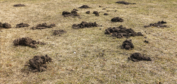 In the spring, moles prepare their homes, digging piles of land.