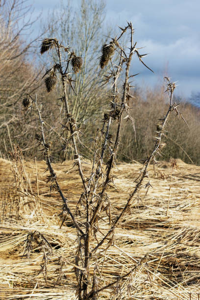 istock Prickly dried pear weed in the meadow up close 1911601751