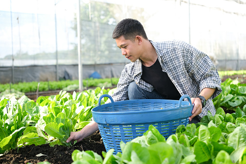 Portrait of handsome male farmer working in vegetables hydroponic farm..