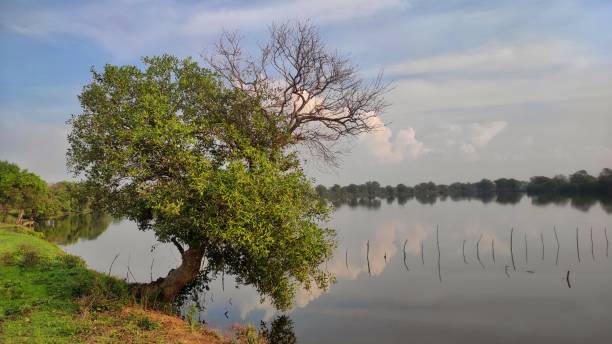 istock Natural view background of a lake and tree during sunny day 1911601961