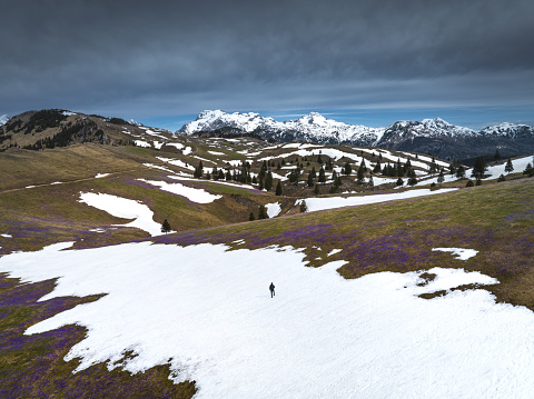 Man hiking on Velika planina plateau full of purple crocus flower in spring. Aerial view.