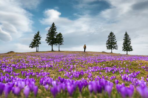 Man standing on top of the alpine meadow full of crocus flowers with idyllic pine trees on each side.