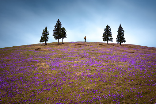 Man standing on top of the alpine meadow full of crocus flowers with idyllic pine trees on each side.