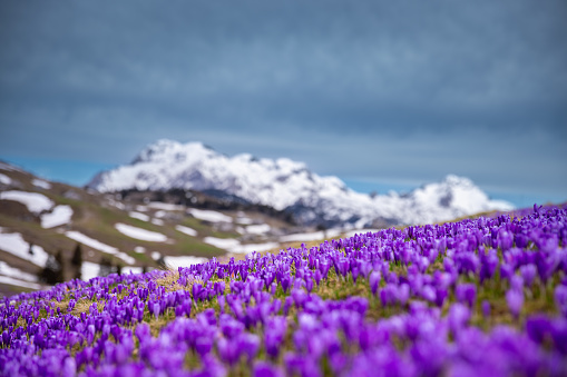 Alpine meadow full of purple crocus flowers. Snowcapped mountains in the background.