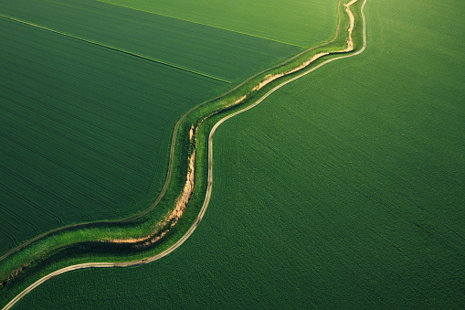 Empty trails winds through the rural area of green wheat fields. Aerial view.