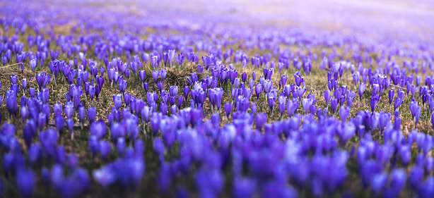 Violet crocus field on Velika planina, Slovenia.