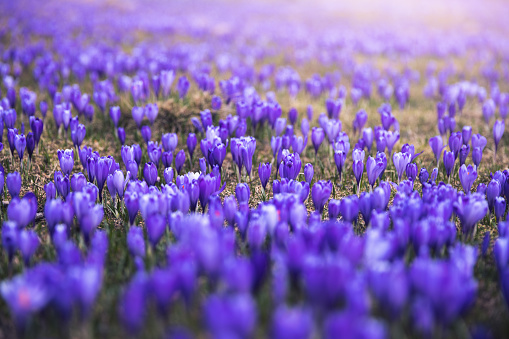 Crocuses - blooming purple flowers making their way from under the snow in early spring, closeup with space for text, banner