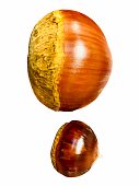 chestnut.jpg?b=1&s=170x170&k=20&c=TXhDLb