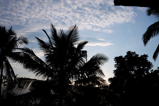 Coconut trees background with thick clouds in the blue sky