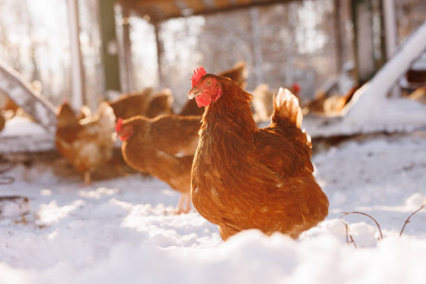 chicken walking on an eco-poultry farm in winter, free-range chicken farm - winter agriculture ranch field ストックフォトと画像