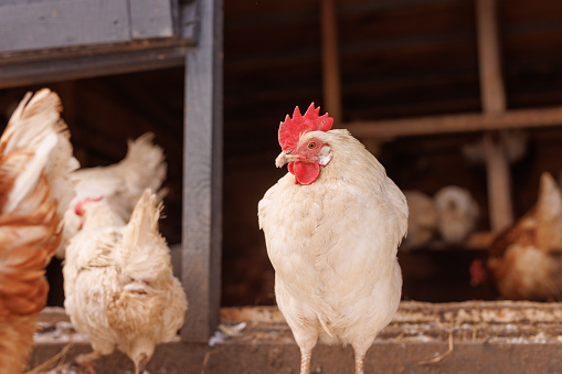 chicken close-up of an eco-poultry farm in winter, free-range chicken farm