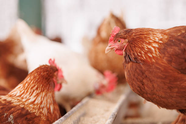 istock chicken eats feed and grain at eco chicken farm, free range chicken farm 1911616523