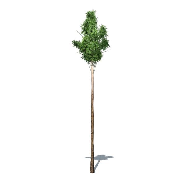 istock Flooded Gum or Eucalyptus Grandis tree - isolated on white background 1911621222