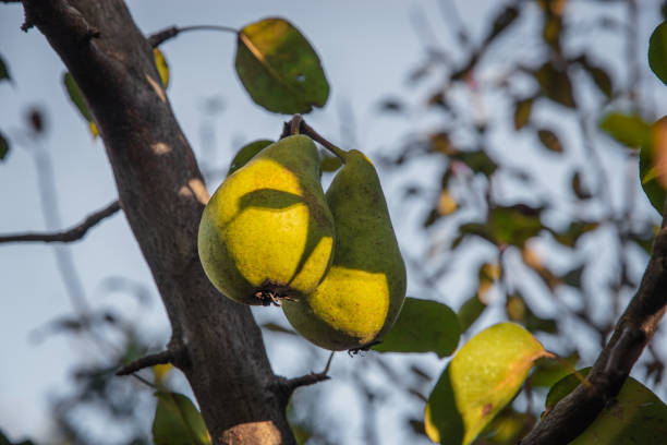 Fresh juicy pears on a branch of a pear tree. The fruits of a pear are greenish-yellow in color, hanging on a tree in close-up. Harvest of pears in the summer garden.