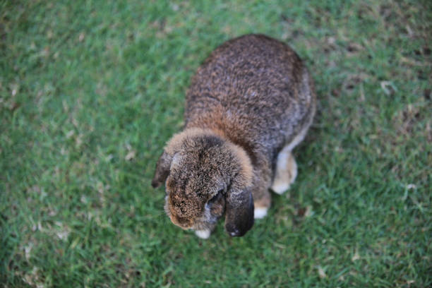 Adorable Holland Lop Bunny Rabbit Standing Attentively in Lush Yard. A golden brown Holland Lop bunny rabbit stands alertly on a verdant lawn, ears perked up as if listening attentively. Captured from the side view, this cute pet exudes charm and curiosity in an outdoor yard setting. The vibrant greenery of the grass contrasts beautifully with the bunny's soft fur, creating a heartwarming and picturesque scene perfect for animal lovers and pet enthusiasts