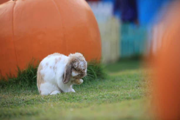 Rabbit sitting on meadow. Close up lovely bunny rabbit on the green background