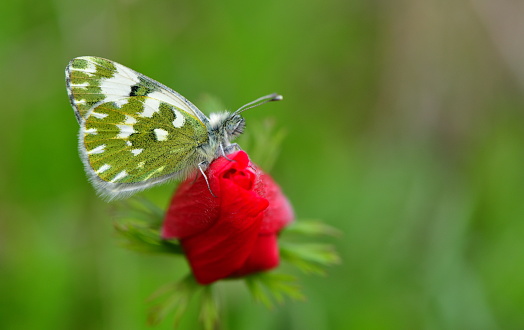 butterfly on the flower