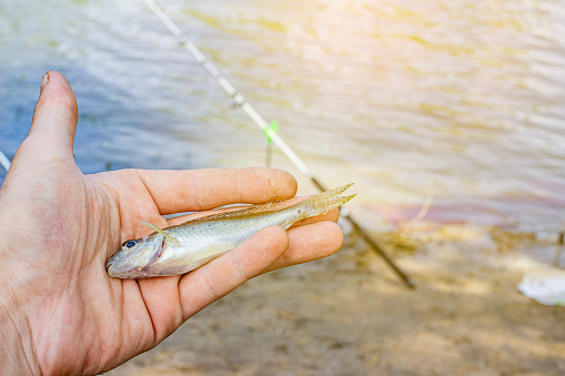 a small fish caught on a fishing rod on the river in the hands of a fisherman, on a blurred background with a bokeh effect