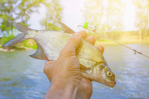 a small fish caught on a fishing rod on the river in the hands of a fisherman, on a blurred background with a bokeh effect