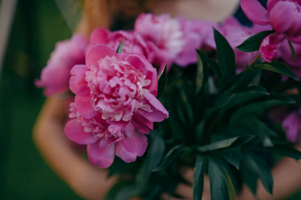 istock Pink flowers in a garden. peony 1911711956