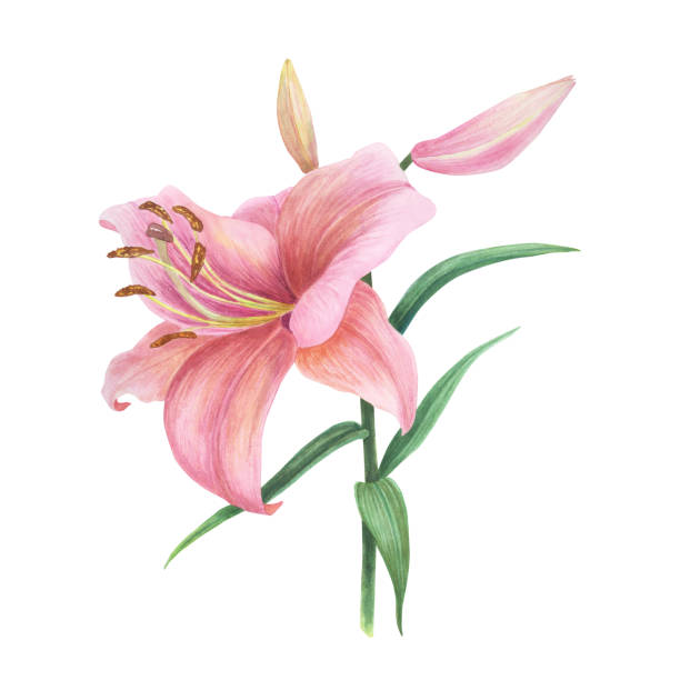 istock Pink delicate Lily flower and bud on branch isolated on white background. Hand drawing botanic illustration design for wedding invitations, spring card, greeting card. Sketch clip art graphic 1911728760