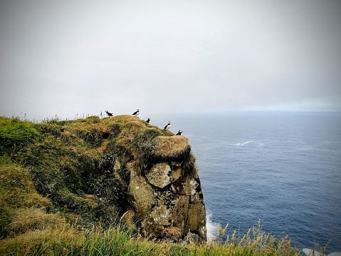 Puffins on a rock ledge, above ocean cliffs of Faroe Islands