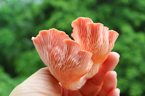 Closeup of the Underside or Gills of Freshly Harvested Beautiful Pink Oyster Mushrooms