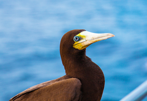 A brown pelican in colorful breeding plumage stands out from the flock.