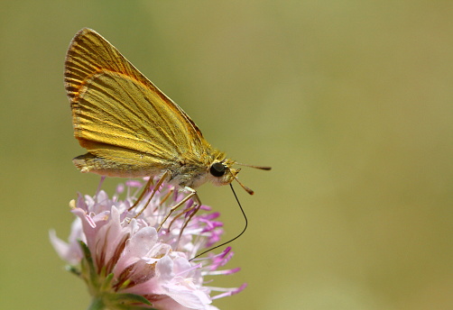 butterfly on the flower